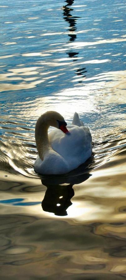 Ferienhaeuschen Am Traunsee Mit Tretboot Zur Freien Nutzung Am Badeplatz Альтмюнстер Экстерьер фото